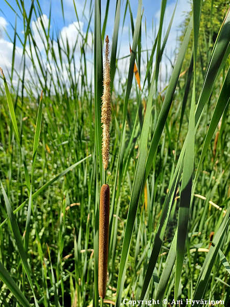 Typha angustifolia, kapeaosmankmi